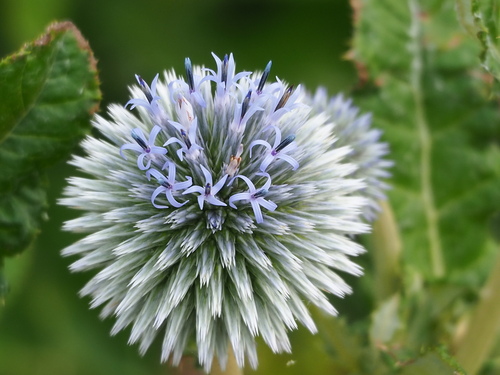 Echinops grijsii, photograph 4