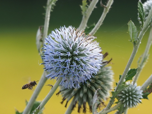 Echinops grijsii, photograph 1