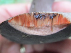 Tylopilus griseocarneus