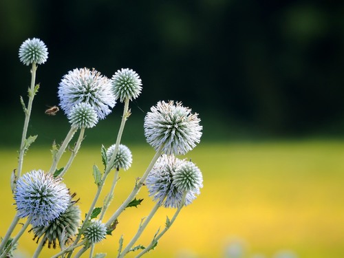 Echinops grijsii, photograph 2