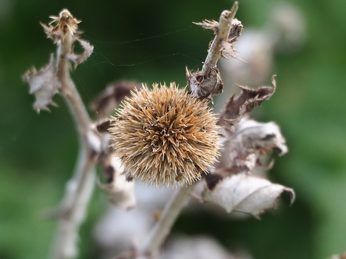 Echinops grijsii, photograph 6