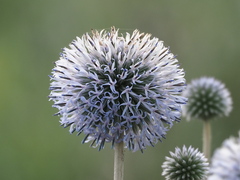 author not stated, no rights reserved Echinops grijsii, photograph author not stated, no rights reserved