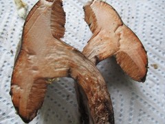 Tylopilus griseocarneus