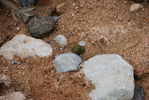 African Green Toad (African)