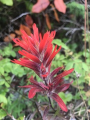 Castilleja miniata dixonii