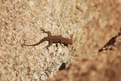 Quedenfeldtia moerens