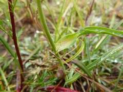 Bupleurum americanum