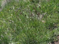 Alopecurus dasyanthus
