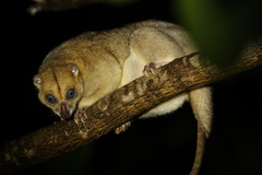 Blue-Eyed Cuscus photo 1