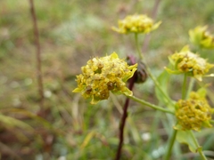 Bupleurum americanum