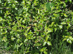 Salix kazbekensis