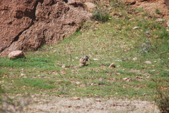 Atlantoxerus getulus