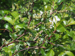 Salix kazbekensis