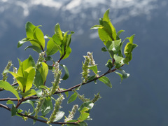 Salix kazbekensis