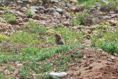 Atlantoxerus getulus