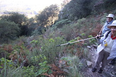 Cliffortia polygonifolia polygonifolia