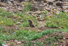 Atlantoxerus getulus