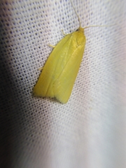 Zelotherses paleana