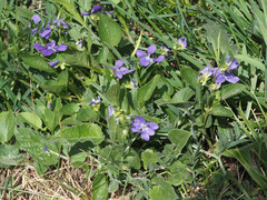 Viola somchetica