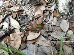 Paracyrtophyllus robustus