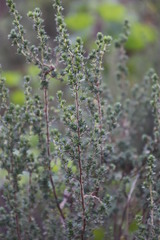 Cliffortia polygonifolia polygonifolia
