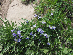 Viola somchetica