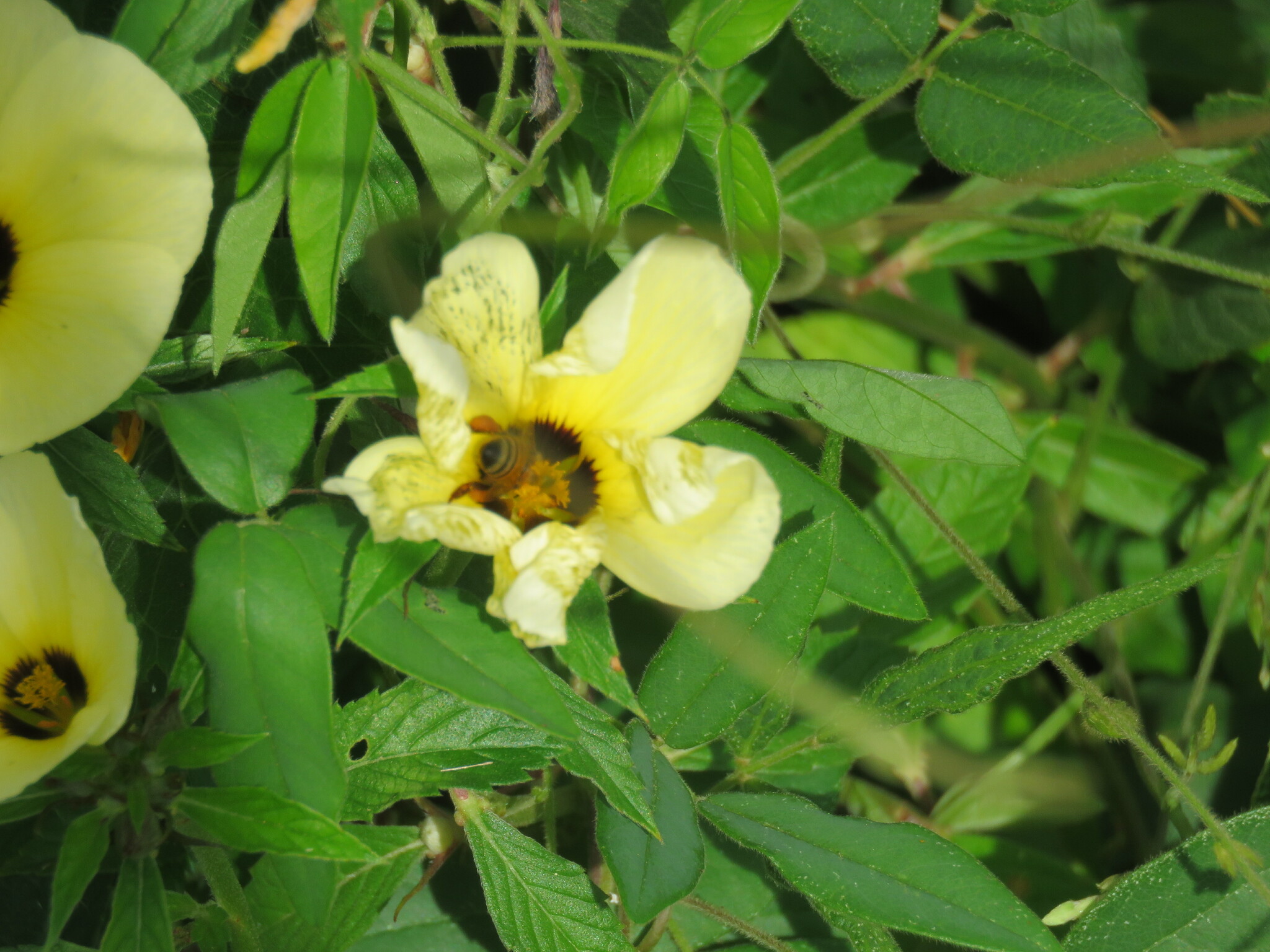 Turnera subulata