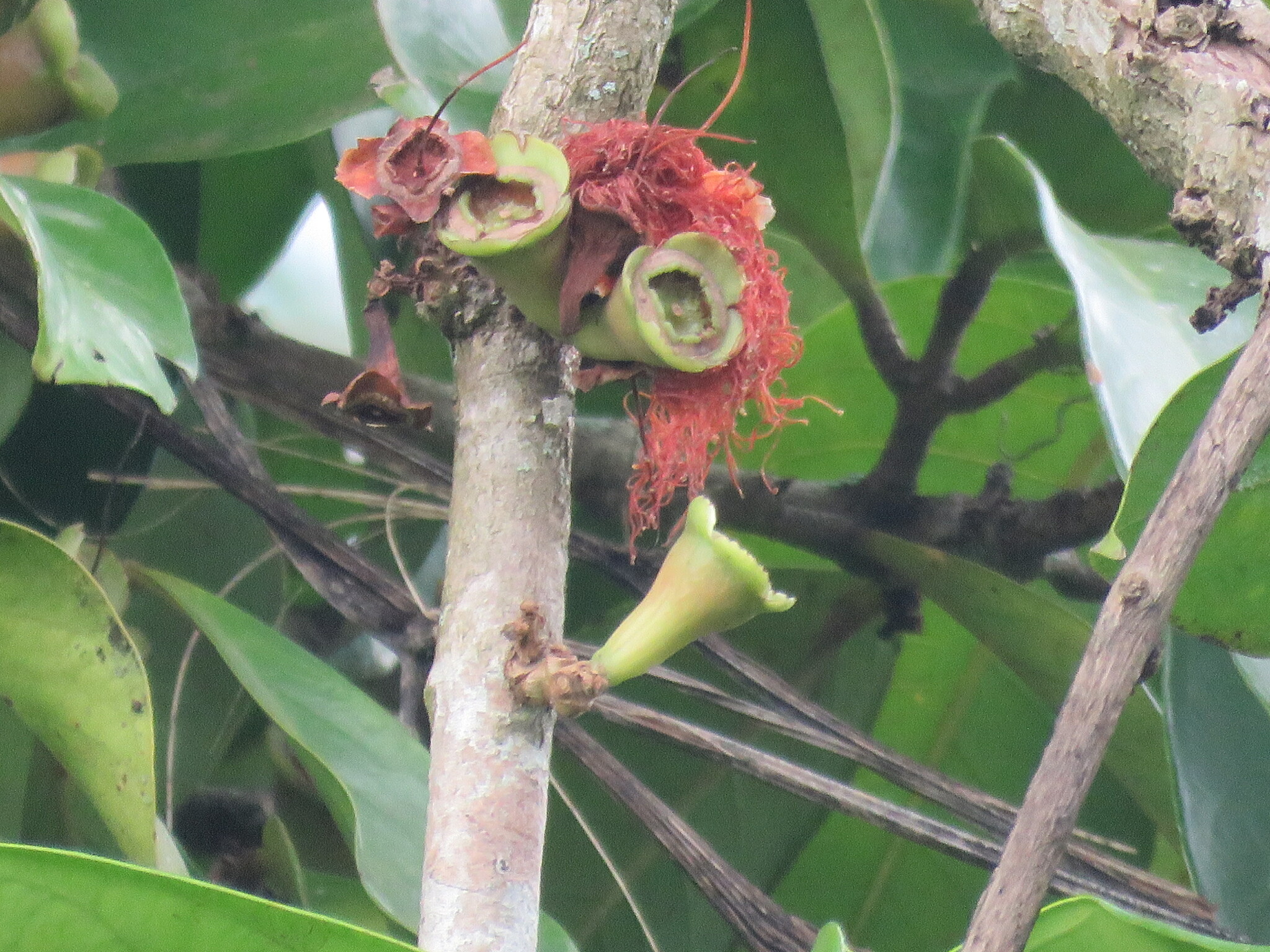 Syzygium malaccense