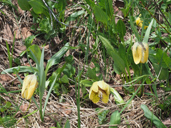 Fritillaria collina