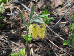 Fritillaria collina