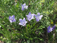 Campanula tridentata