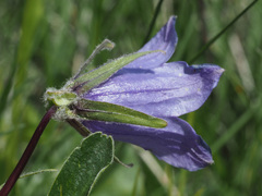 Campanula tridentata