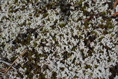 Stereocaulon condensatum