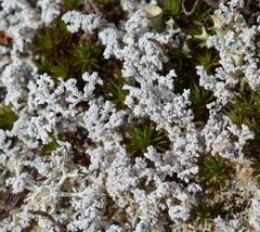 Stereocaulon condensatum