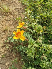 Cochlospermum wrightii