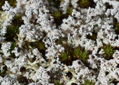 Stereocaulon condensatum