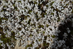 Stereocaulon condensatum