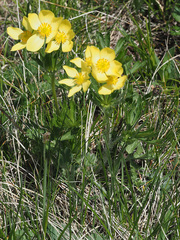 Anemonastrum speciosum