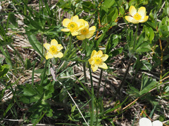 Anemonastrum speciosum