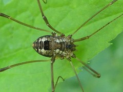 Leiobunum calcar