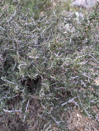 Image of Rhamnus myrtifolia by no rights reserved