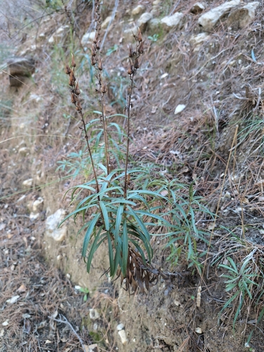 Digitalis obscura (Digitalis obscura)