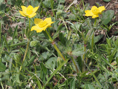 Anemonastrum speciosum