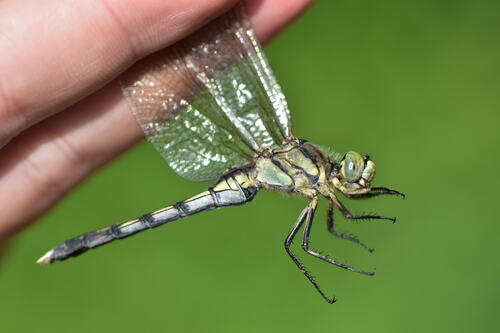 White-tailed Skimmer, photo 3 of 9