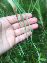 Muhlenbergia mexicana
