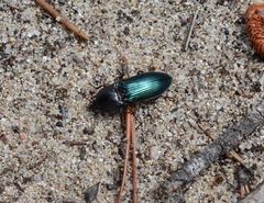 Selatosomus semimetallicus