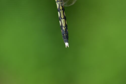 White-tailed Skimmer, photo 6 of 9