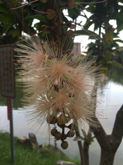 Barringtonia racemosa