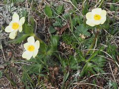 Anemonastrum speciosum