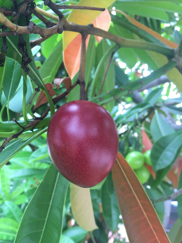 Cerbera manghas